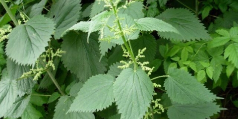 Kopriva za zglobove: koristi i štete, recepti, pravila upotrebe